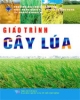 Giáo trình cây lúa